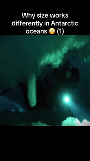 Understanding Polar Gigantism in Antarctic Oceans
