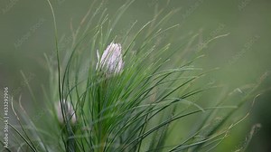 Beautiful Asphodeline taurica blurred green grass background. Mountain landscape, Crimean asfodelina closeup. Asfodeline Blossoming bloomed in the spring. Wild rare flower