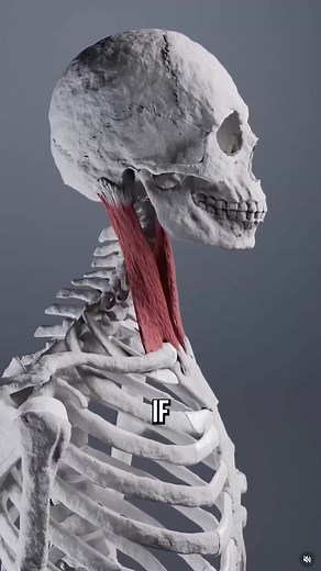 Beginner Body Restoration program for mobility pain and posture