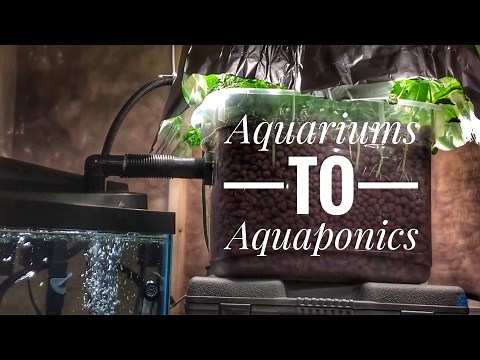 Aquariums To Aquaponics: A cheap and easy first system for fish tank people
