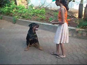 Dog Training and Tricks with a Rottweiler