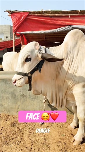 Karachi Cow Mandi | Malir Mandi #short #shorts #ytshorts #shortvideo #shortsfeed #cow