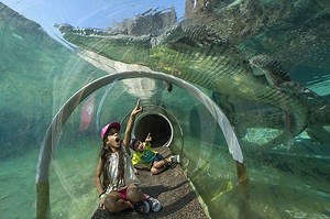 Zoo Miami's Everglades Exhibit Lets You Crawl With the Crocodiles