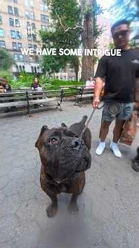 We met a very handsome Cane Corso named Akuma! #canecorso #dog