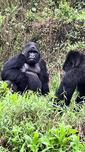 This is the Nyakagezi Family in Uganda’s Mgahinga Gorilla Park. Book your Uganda gorilla tour and trek to meet this family only with Discovery Journeys. Contact Us for custom made safari itinerary options #safari #discoveryjourneys #gorillatrekking #nature #luxurytravel