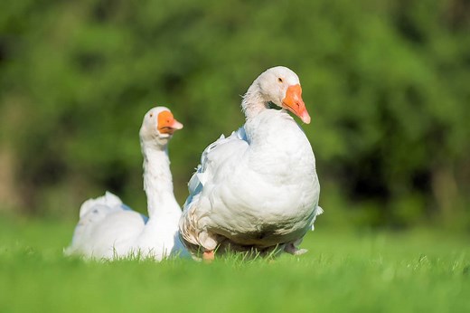 ▷ Ganso » Características, Alimentación, Hábitat, Reproducción, Depredadores