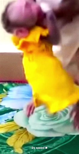 Day 89 #meme #fyp #viral #original #monkey