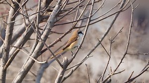 Brown shrike (Lanius cristatus) bird perched on leafless tree branch in Vietnam