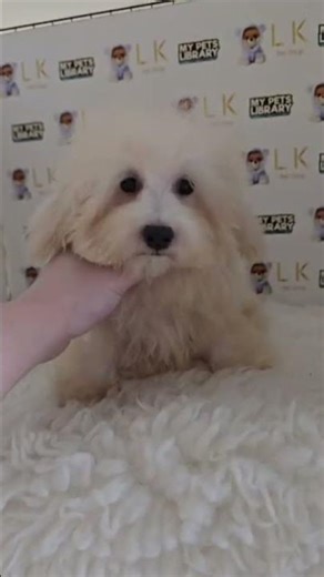 LK Maltipoo Puppy (Female) 2