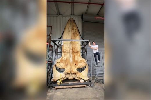 Explore the Smithsonian’s larger than life whale bone collection - WTOP News