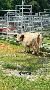 Mini Cow Update!🐮 | Katie Van Slyke