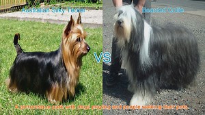 Comparing Australian Silky Terrier and Bearded Collie: A Comprehensive Guide