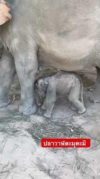 ปลาวาฬ ตะมุตะมิ #เพลงเด็ก #elephant #ช้างน่ารัก #shorts #เพลงฮิต