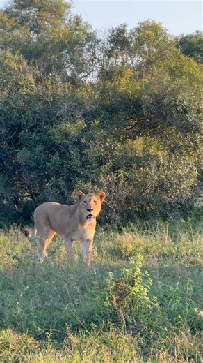 Lioness Locks Onto Something… But You Can’t See It 👀