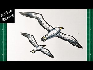 How to Draw a Wandering Albatross