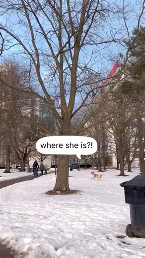 My dog thought he lost me at the park and panicked #shorts #dog