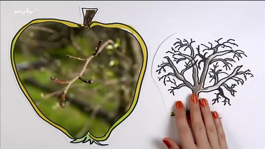 MDR Garten: Einen Quittenbaum schneiden und die Früchte verarbeiten