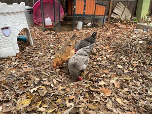 Warm up to early summer with these garden tours, plant sales and workshops