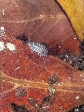 Really zoomed in on a very young zebra isopod