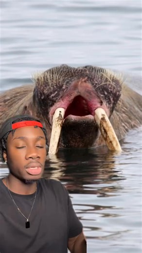 That Norman Bates reference might be a lil dated ngl #animals #nature #fblifestyle | Mndiaye