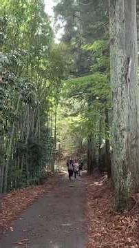 일본 산속 환상의 옛길