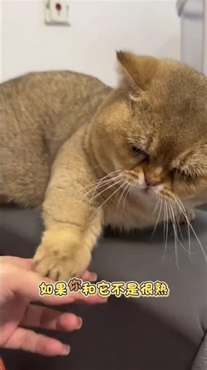 Decoding a Cat's Paws: What's on Their Mind