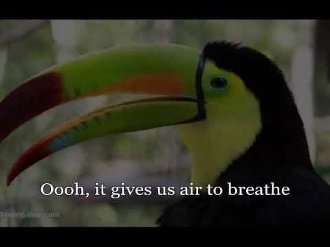 JP Taylor - The Rain Forest Song