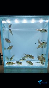 Geophagus cichlids, commonly known as "Earth Eaters," are some of the most graceful and fascinating fish in the aquarium hobby. There is something so majestic about the way a Geophagus moves. From their iridescent colors to those long, flowing fin filaments, they truly are the jewels of South American rivers. Available size 1.5 inch | Azad Fisheries