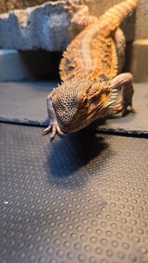 Toothless eats an adult male dubia roach from my 5 year old hand 😆 #beardeddragon #dubiaroach | Tiffany Smith