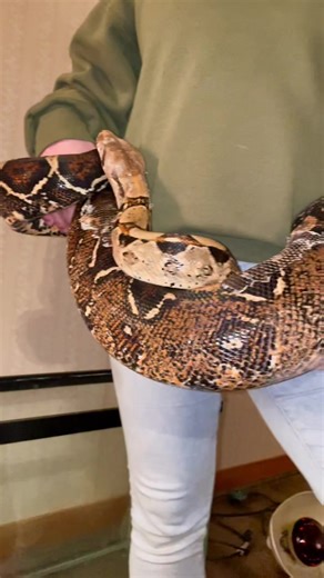 Newest Red-Tailed Boa Constrictor Intake - Enclosure Setup & Soak Needed