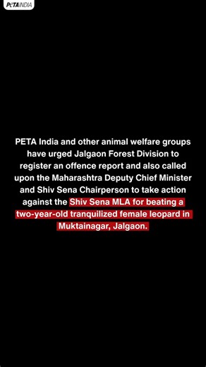 SHOCKING: Shiv Sena MLA Shri Chandrakant N Patil allegedly beats a tranquilized leopard as a mob closes in during an official forest department rescue operation in Muktainagar, Jalgaon, Maharashtra.As the sedative took effect, a crowd swarmed this two-year-old leopard, and Shiv Sena MLA allegedly began chasing and beating the defenceless leopard with sticks. 😡 A wild animal who is frightened, injured, or sedated is not a punching bag, and a rescue operation is not a spectacle.PETA India, Compas