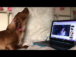 Cocker Spaniel Howling