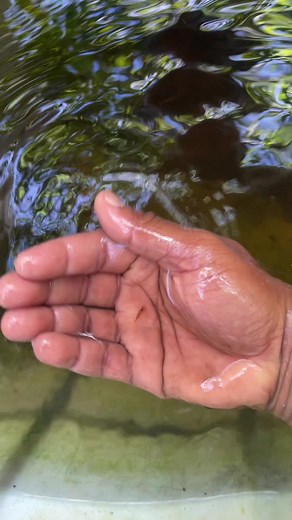 Criadero de bettas javierrd on TikTok