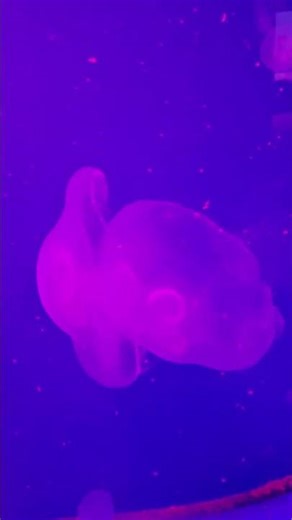 🌊 Stunning Moon Jelly Up Close!