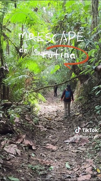 Descubre Mindo: El Bosque Mágico de Ecuador