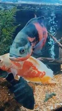 Beautiful Fish