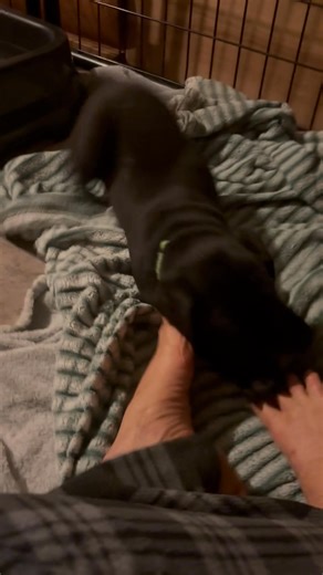 Rusty Acres on Reels