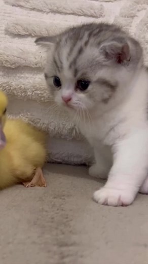 Adorable and tough 1 month old kitten and a cute duckling #kittensoftiktok2023 #kittenlove #cutekitten #adorableanimals #catsoftiktok #cuteanimals #cutestanimals #kittensoftiktok #cat #petsoftiktok #kittenoftheday #cutenessoverloaded #funnyvideos #funny #duck #ducklingsoftiktok #fyp #foryou #foryoupage #viralvideo #viral #viraltiktok