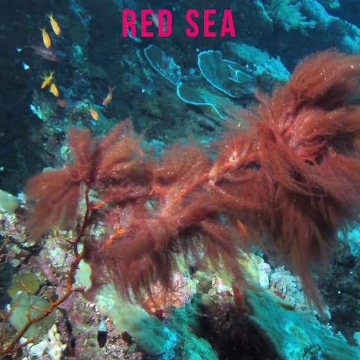 Why Red Sea called the “Red Sea”? #shorts