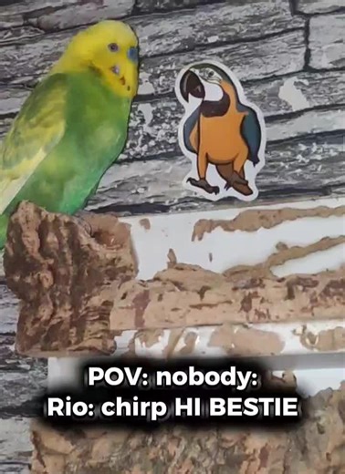 Rio's Adorable Greeting: A Bird's Best Friend