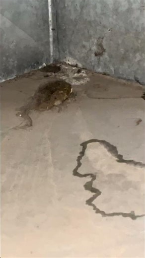 Why you must inspect the furnace duct work and the blower wheel