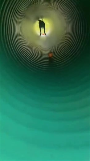 Dog playing with ball#dog #foryour #tiktok #funnyvideos #dogsoftiktok #funnydog #funnytiktok #funny