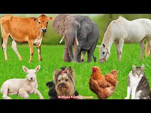 Cute Animal Sounds: Bird, Chicken, Dog, Sheep, Cat, Horse, Cow & Elephant | Animal Sounds Video