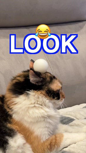 Peanut wanted us to leave Lego alone 🐾 #funnyanimals #calicocat #teacupyorkie | Cat and Dog