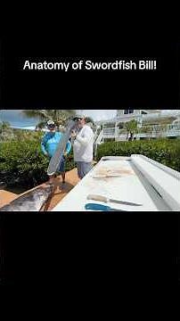 You may be surprised to learn how #swordfish use their bill #swordfishing #floridakeysfishingacademy