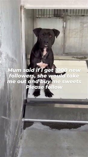 Oh my God this girl and her little chicklet teeth are the sweetest thing #usa #reels #rescue #viral