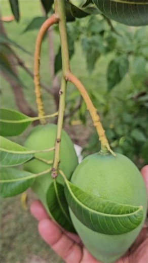 How to make your mango trees dwarf and produce lots of mangoes #fruit #homegarden #plants #mango
