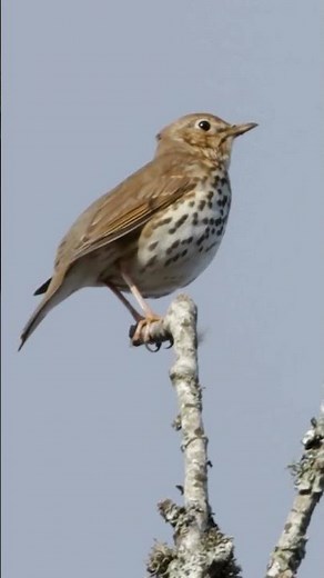 Song Thrush Singing - Nature's Best Songbirds #birdsounds