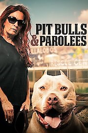 Watch Pit Bulls and Parolees Season 16 Episode 104 - Wolf Hybrids Rescue