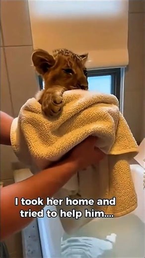 A Lioness Brought Her Injured Cub to My Door...What Happened Next Was Unreal😍